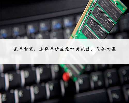 家养含笑，这样养护避免叶黄花落，花香四溢