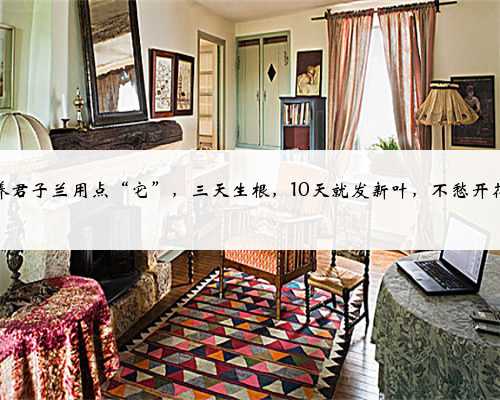 养君子兰用点“它”，三天生根，10天就发新叶，不愁开花