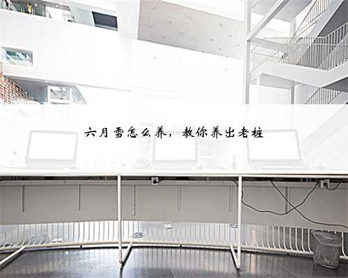 六月雪怎么养，教你养出老桩