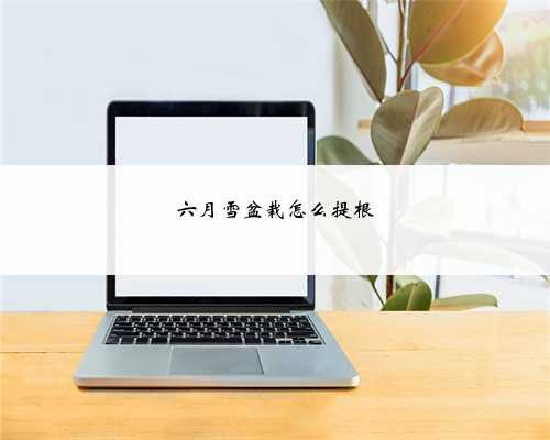 六月雪盆栽怎么提根